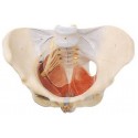 FEMALE PELVIS WITH MUSCLES & SOFT ORGANS